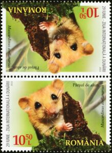 Hazel Dormouse (Muscardinus avellanarius)
