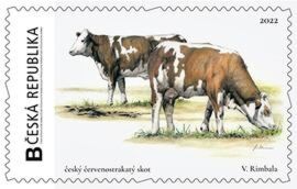 Red-spotted Scotsman Cow. Český červenostrakatý Skot