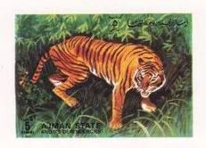 Tiger (Panthera tigris)