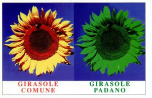 Padania "Common Sunflower ... Padano Sunflower"