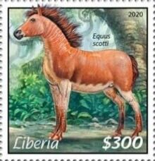 Equus scotti