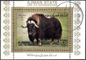 Muskox (Ovibos moschatus)