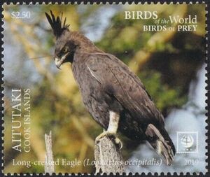 Long-crested Eagle (Lophaetus occipitalis)