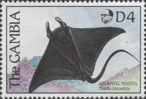 Giant Oceanic Manta Ray (Manta birostris)
