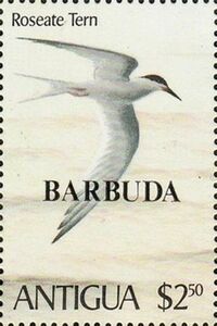 Roseate Tern (Sterna dougallii) in Flight - Overprinted