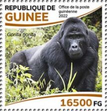 Western Gorilla (Gorilla gorilla)