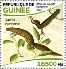 Danube Crested Newt (Triturus dobrogicus)