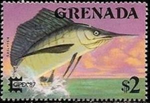 Sailfish (Istiophorus nigricans)