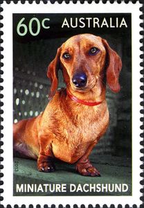Miniature Dachshund (Canis lupus familiaris)