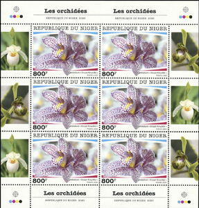 Orchids - Cymbidium ''Enzan Knuckle''