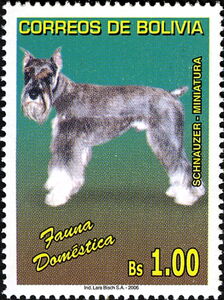 Schnauzer (Canis lupus familiaris)