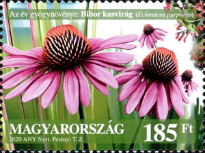 Purple Coneflower (Echinacea purpurea)
