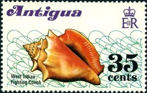 West Indian Fighting Conch (Strombus pugilis)
