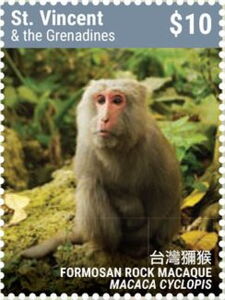 Formosan Rock Macaque (Macaca cyclopis)