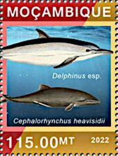 Heaviside's Dolphin (Cephalorhynchus heavisidii)