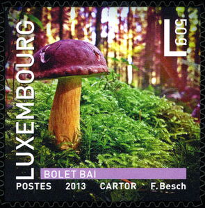 Bay Bolete (Imleria badia)