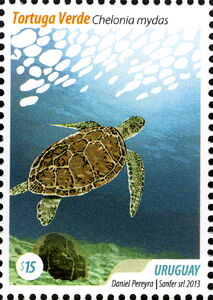 Green Sea Turtle (Chelonia mydas)