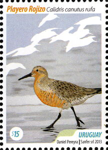 Red Knot (Calidris canutus rufa)