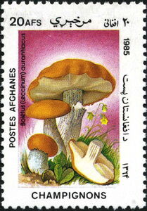 Red-capped Scaber Stalk (Leccinum aurantiacum)