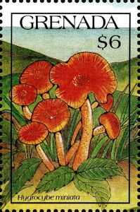 Hygrocybe miniata