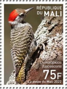 Cardinal Woodpecker (Dendropicos fuscescens)