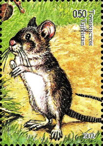 Yellow Throated Mouse (Apodemus fulvipectus)