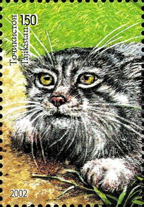 Pallas's Cat (Otocolobus manul)
