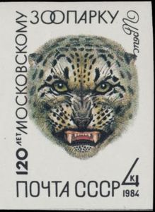 Snow Leopard (Panthera uncia)