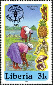 Planting Rice