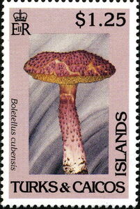 Boletellus cubensis