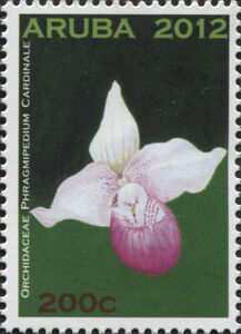 Phragmipedium cardinale