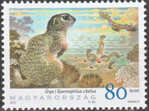 European Ground Squirrel (Spermophilus citellus)