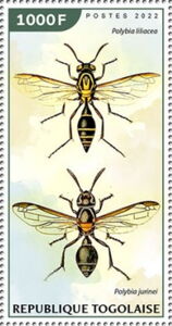 Polybia liliacea, Polybia jurinei