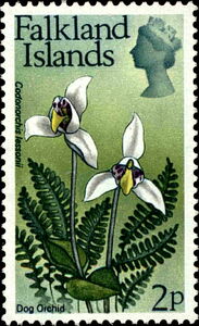 Dog Orchid (Codonorchis lessonii)