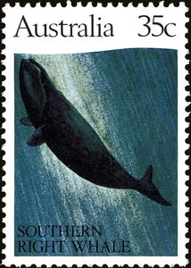 Southern Right Whale (Eubalaena australis)
