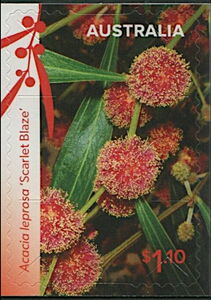 Cinnamon Wattle (Acacia leprosa var Scarlet Blaze)