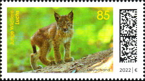 Lynx Cub