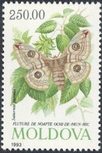 Small Emperor Moth (Saturnia pavonia)