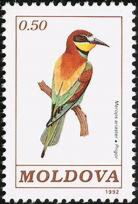 European Bee-eater (Merops apiaster)