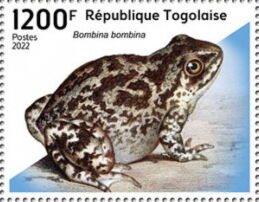 European Fire-bellied Toad (Bombina bombina)