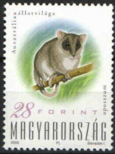 Eastern/Common Ringtail Possum (Pseudocheirus peregrinus)