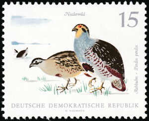 Gray Partridge (Perdix perdix)