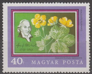 Josef Jacob Winterl and Waldsteinia geoides