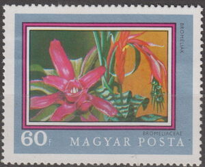 Bromeliad (Bromeliaceae)