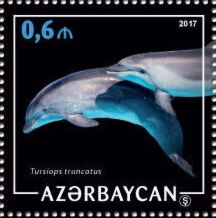 Common Bottlenose Dolphin (Tursiops truncatus)