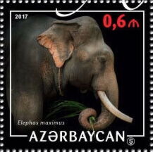 Asian Elephant (Elephas maximus)