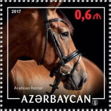 Arabian Horse