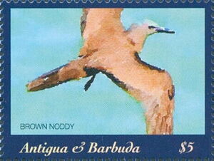 Brown Noddy (Anous stolidus)