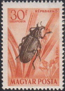 Sugar-beet Weevil (Bothynoderes punctiventris)