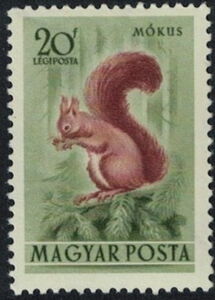 Eurasian Red Squirrel (Sciurus vulgaris)